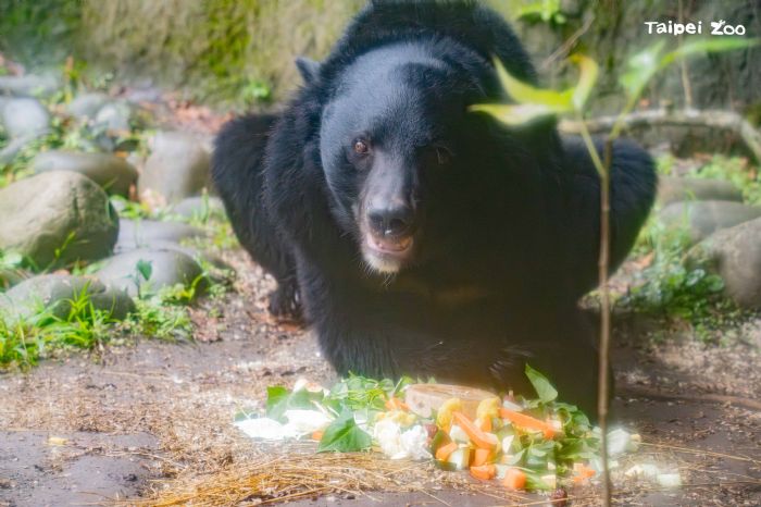 黑糖17歲了！一場生日派對，帶我們學會與黑熊溫柔共存